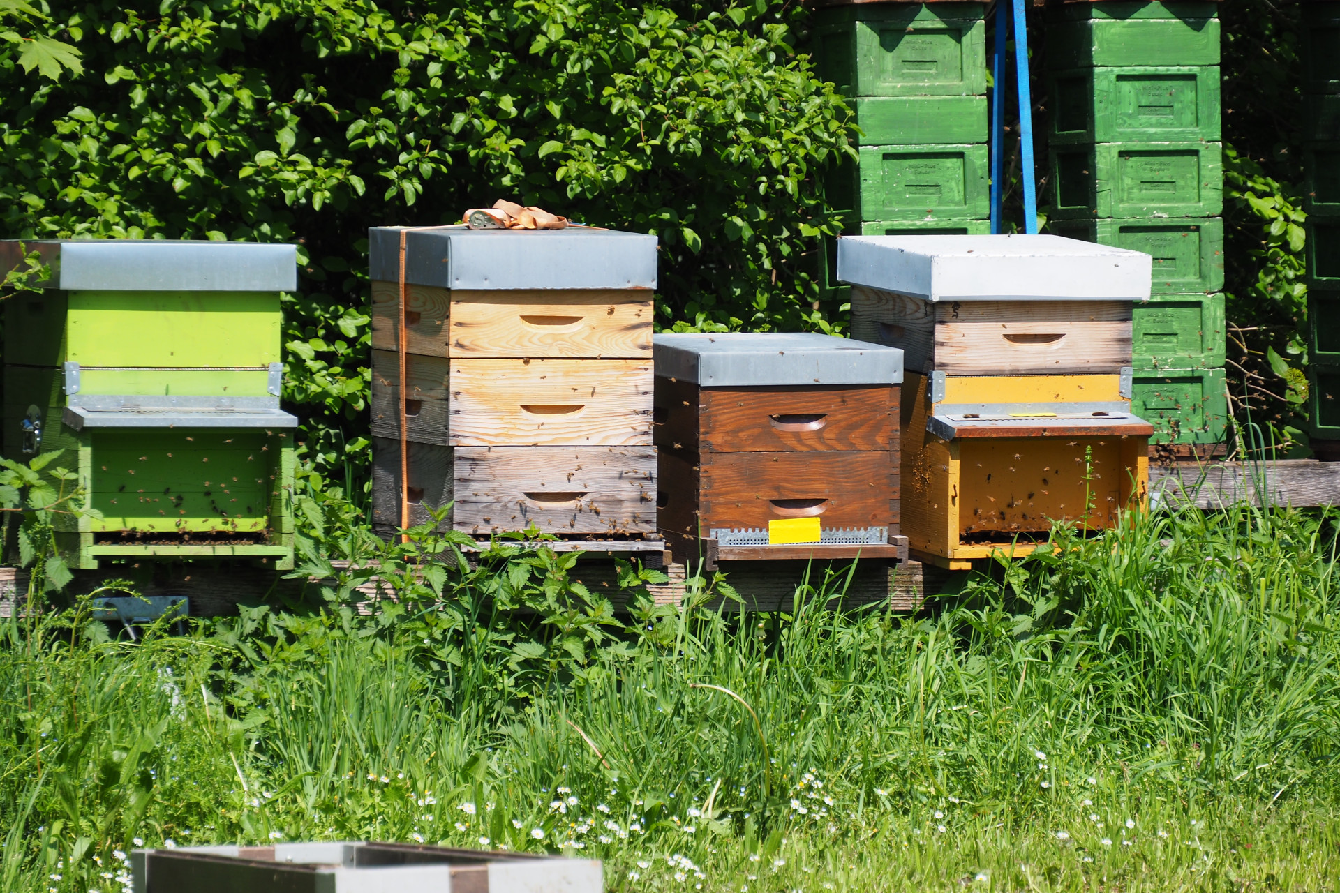 Bienenstock in den Langen Erlen.